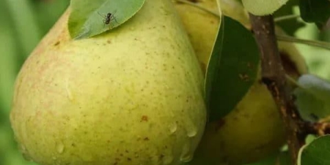 Karakteristike katedralne kruške